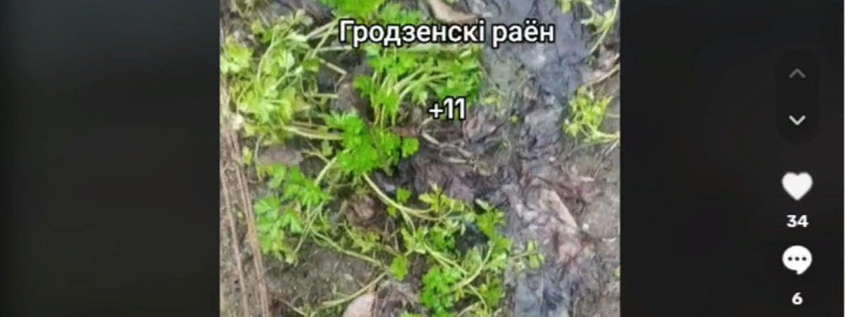 Пора на дачи? Белоруска показала, что уже взошло к 1 марта на огороде — Видео