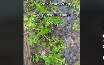 Пора на дачи? Белоруска показала, что уже взошло к 1 марта на огороде — Видео