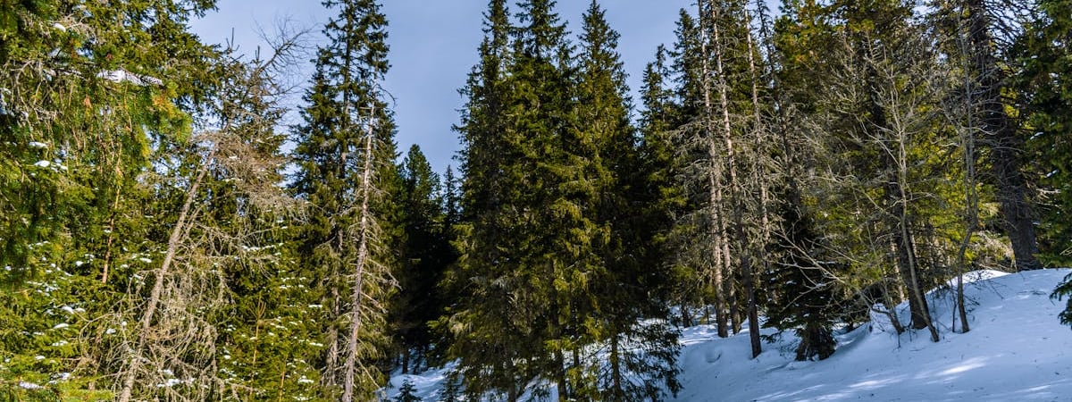 Граждане Словакии в пику правительству собирают деньги на снаряды для Украины