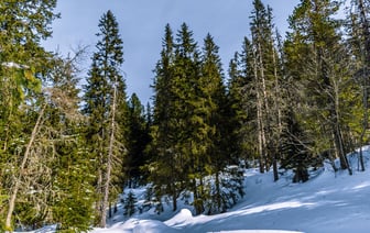 Граждане Словакии в пику правительству собирают деньги на снаряды для Украины