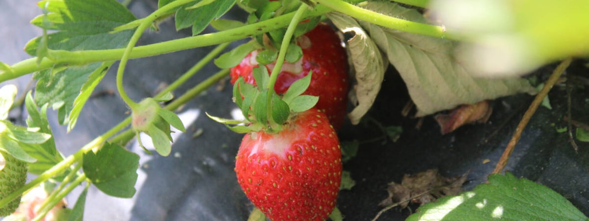 На рынках Гродно появилась первая клубника — сколько стоит и откуда привезли