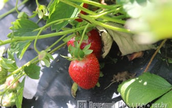 На рынках Гродно появилась первая клубника — сколько стоит и откуда привезли