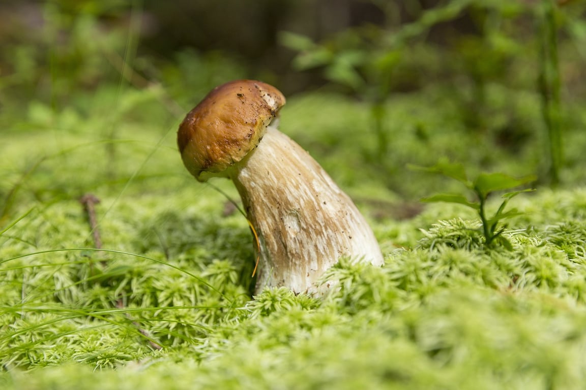 Боровbк, грибы. Фото pixabay.com