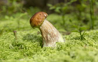 Пенсионера, пропавшего в лесу в Докшицком районе, нашли на третий день поисков