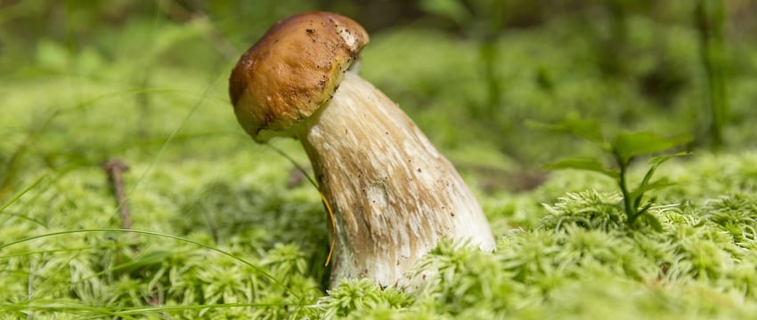 Пенсионера, пропавшего в лесу в Докшицком районе, нашли на третий день поисков