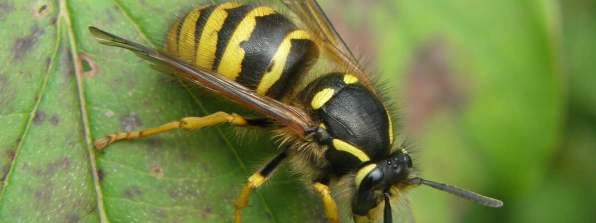 Врачи Гродно рассказали, что делать, если укусила пчела
