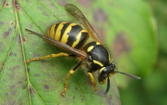 Врачи Гродно рассказали, что делать, если укусила пчела