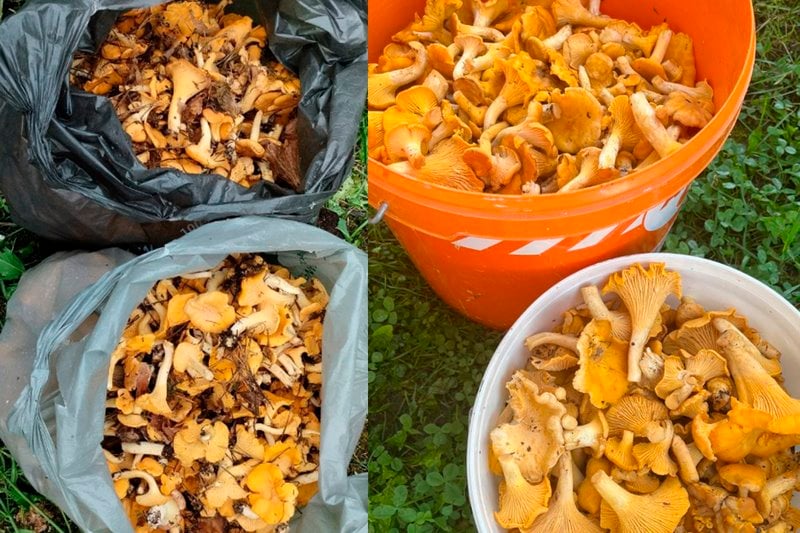 В лесах Беларуси небывалый урожай лисичек. Грибники делятся своими находками