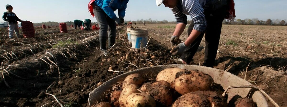 Белорусские фермеры предложили Совмину разрешить повысить цены на картошку. На сколько?