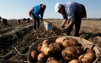 Белорусские фермеры предложили Совмину разрешить повысить цены на картошку. На сколько?