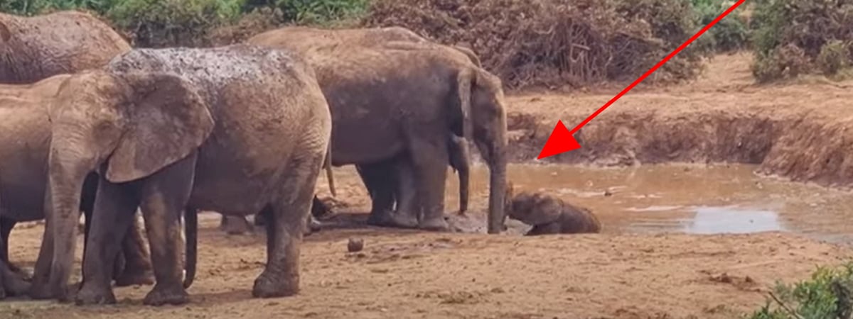 Целое стадо слонов сплотилось ради детеныша, застрявшего в грязи — Видео