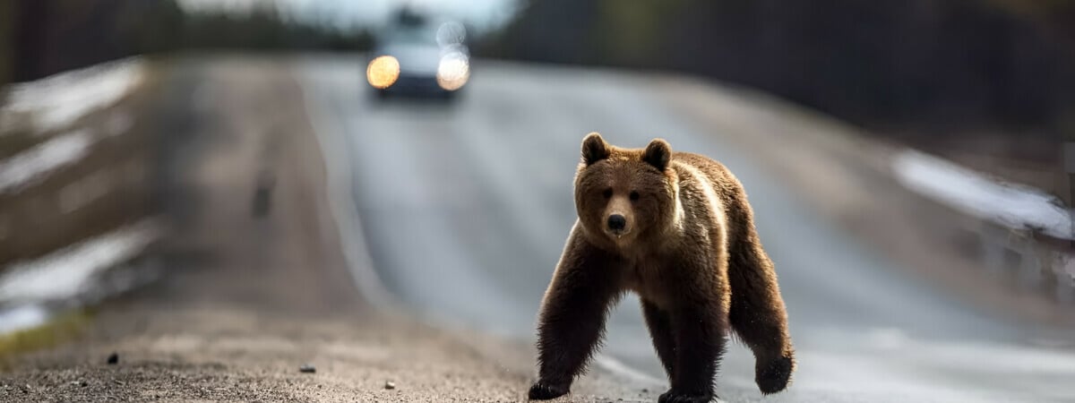 Разрешат охоту на медведей? Минприроды Беларуси предложило скорректировать Красную книгу