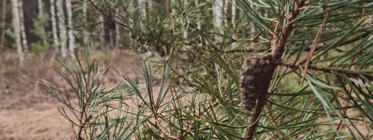 В лесах Гродненской области собирают необычный урожай — что именно