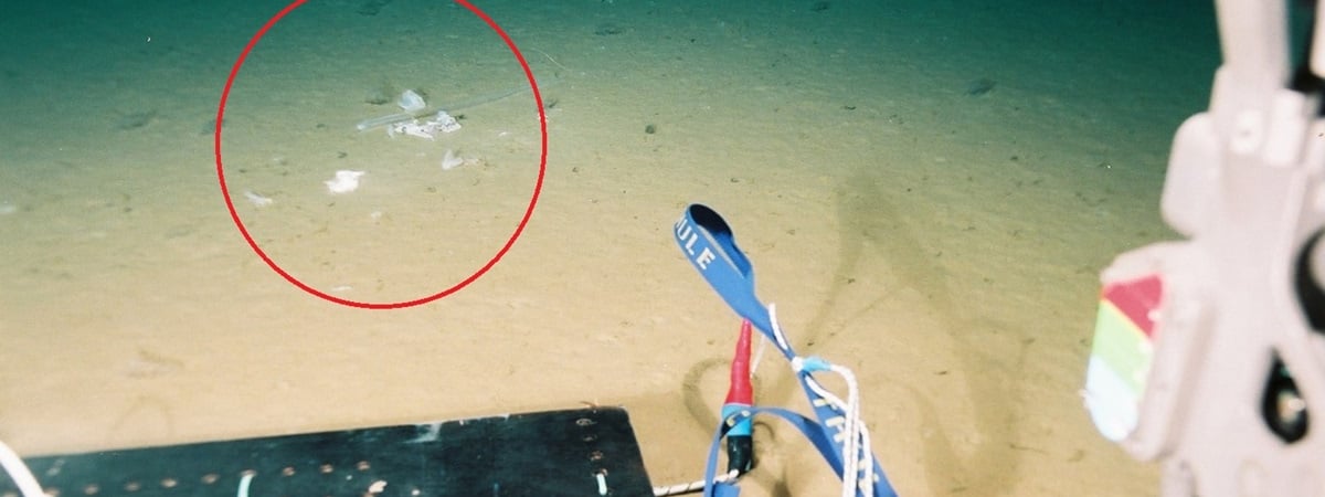 Учёных шокировала эта находка на почти 11-километровой глубине в океане — Фото