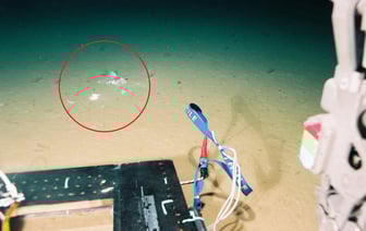 Учёных шокировала эта находка на почти 11-километровой глубине в океане — Фото