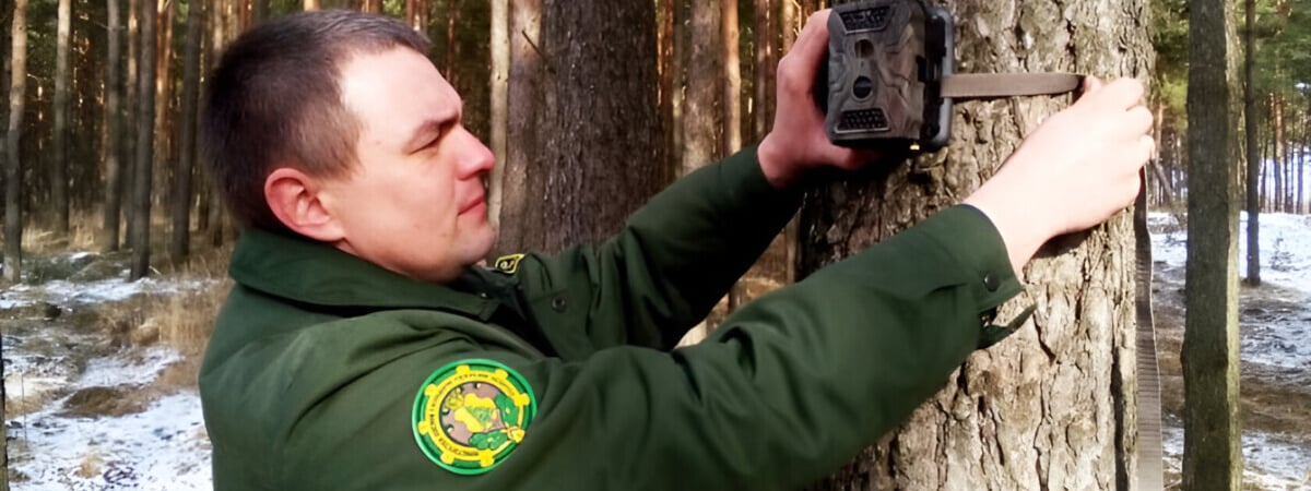 «Не очень комфортно себя чувствуют» — В Минлесхозе отчитались, каких диких животных в Беларуси стало больше в 4-11 раз