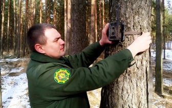 «Не очень комфортно себя чувствуют» — В Минлесхозе отчитались, каких диких животных в Беларуси стало больше в 4-11 раз