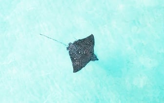 Доля США в венчурном капитале оборонных стартапов Европы выросла втрое за год