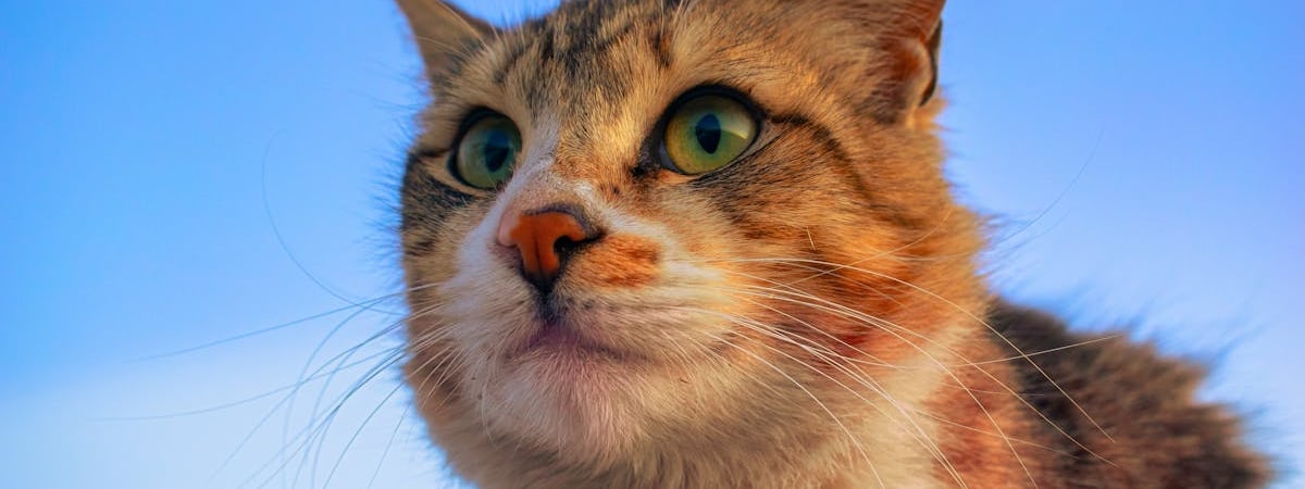 Главу «Маланка Медиа» и руководительницу «Честных людей» заочно приговорили к 4 годам колонии