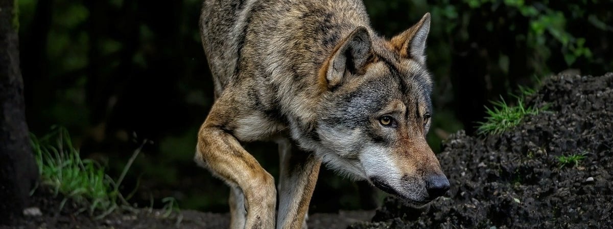 Милиция организовала круглосуточное патрулирование Витебска из-за дикого волка