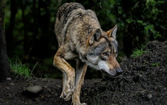 Милиция организовала круглосуточное патрулирование Витебска из-за дикого волка