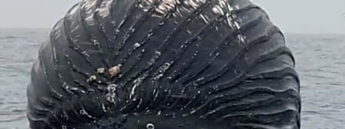 Рыбак в Норвегии нашел в море огромный воздушный шар. Оказалось, это мертвый раздувшийся кит, но приближаться к нему было опасно