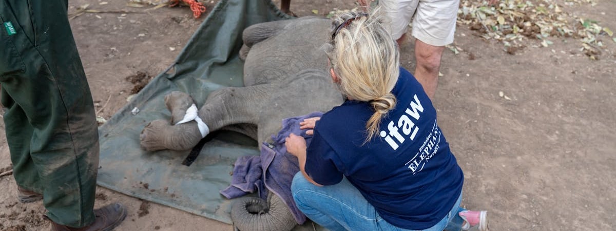Власти Зимбабве ввели режим бедствия из-за засухи