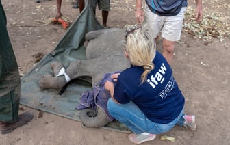 Власти Зимбабве ввели режим бедствия из-за засухи