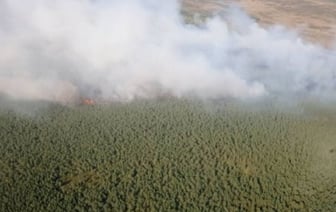 Продолжается тушение пожара в Полесском лесхозе на Ольманских болотах