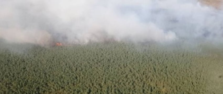 Продолжается тушение пожара в Полесском лесхозе на Ольманских болотах