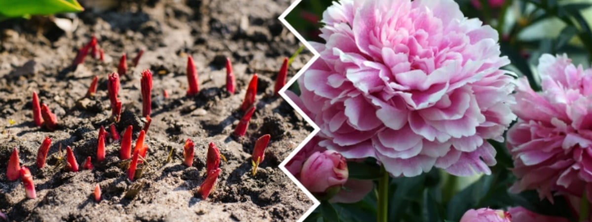 Эта домашняя подкормка заставит пионы ломиться от цветов. Вот сколько вносить с начала весны — Полезно