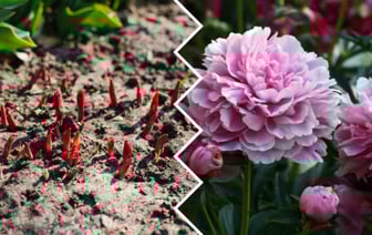 Эта домашняя подкормка заставит пионы ломиться от цветов. Вот сколько вносить с начала весны — Полезно