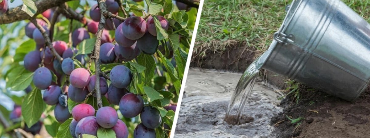 Подкормите сливовые деревья в сентябре этим. Ветки будут ломиться от ягод в следующем сезоне — Полезно