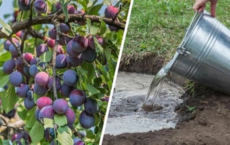 Подкормите сливовые деревья в сентябре этим. Ветки будут ломиться от ягод в следующем сезоне — Полезно