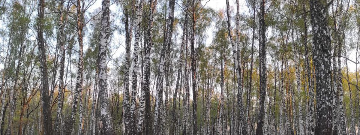 В Беларуси ограничили посещение лесов сразу в 23 районах — Полезно