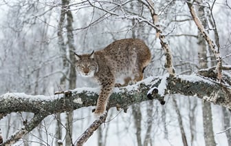 Лесники рассказали, где под Минском можно встретить рысь. Насколько опасна? — Фото