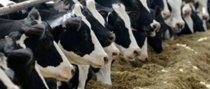 В Брестской области с фермы украли четырех коров