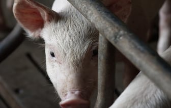 В чипсах нашли свиную шерсть. Фото не для слабонервных