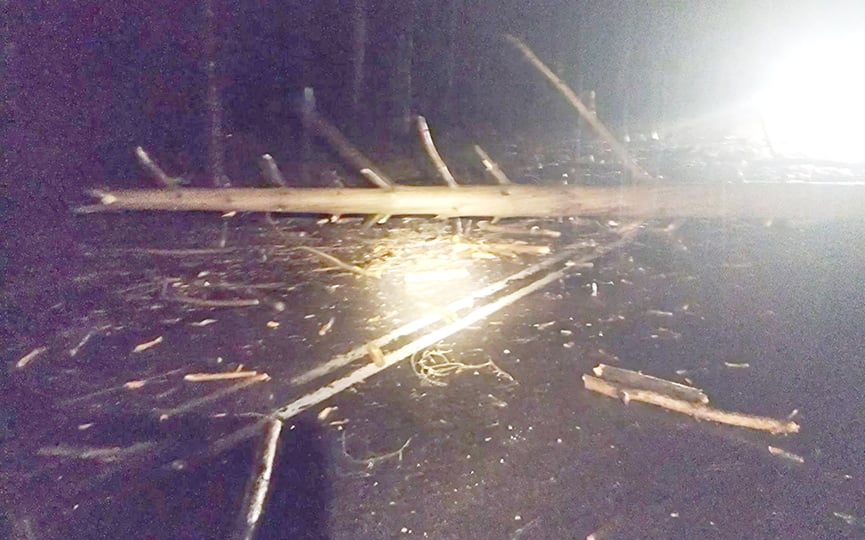 Упавшее на дорогу дерево стало причиной ДТП. Случай в Брестской области