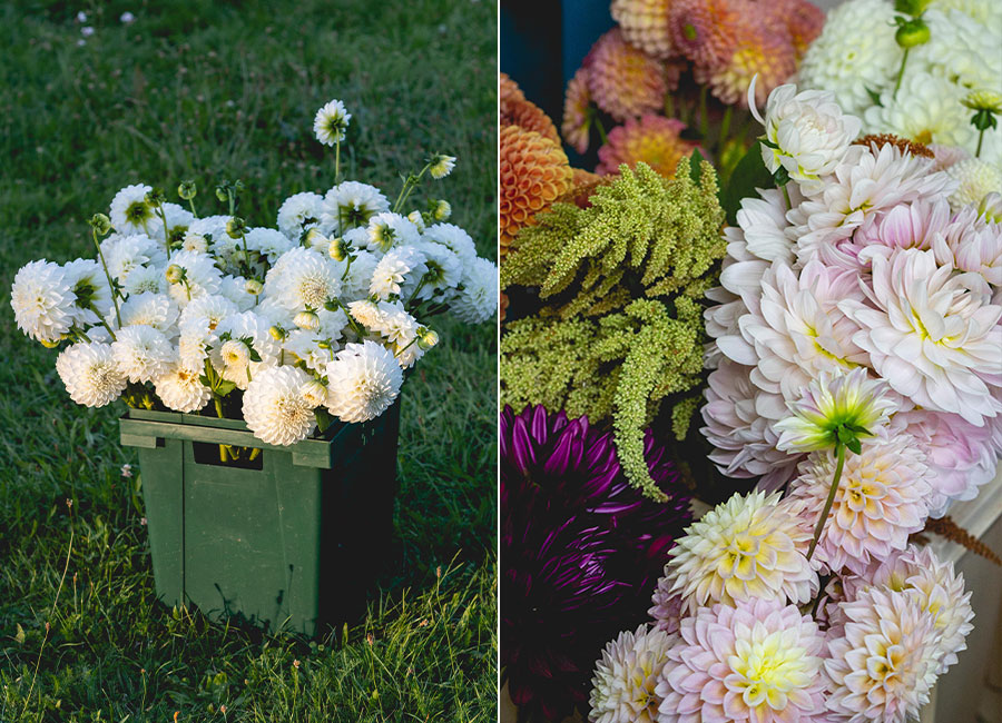 Уже на обложке Vogue: как белоруска содержит собственную цветочную ферму