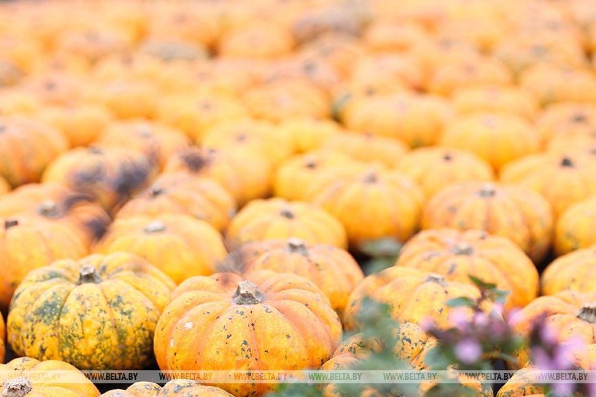 Семья из Кобринского района приучает белорусов к премиум-овощам