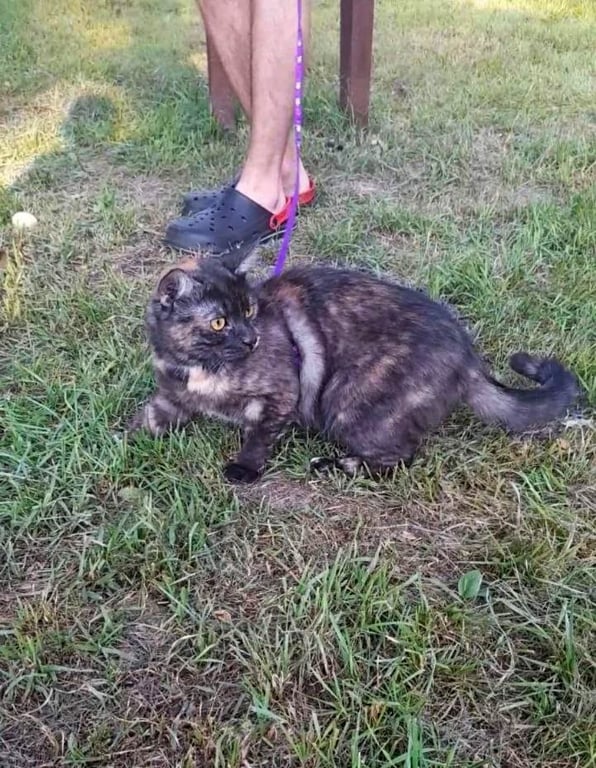 «Это была любовь с первого взгляда». О питомцах из приюта рассказали жители Барановичей