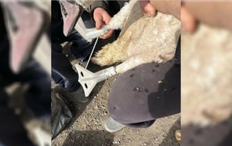 Белорус изготовил протезы для пострадавшего лебедя. Теперь он снова может ходить — Видео