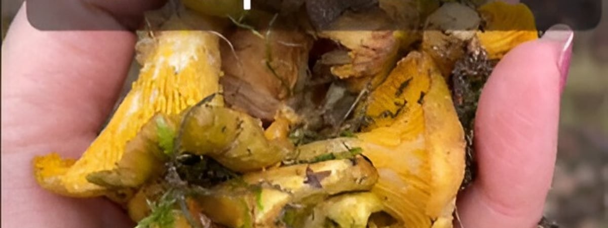 «Это реальность, офигеть!» — Белорусы поделились урожаем мартовских лисичек. Где нашли? — Видео