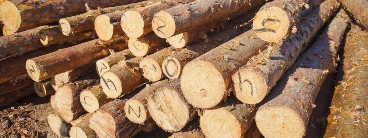 КГК решил проверить белорусов, которые закупали древесину в лесхозах. За что могут наказать? — Полезно