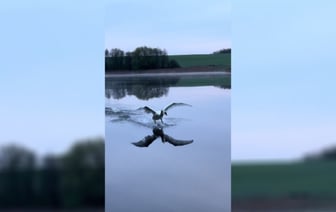 «Боинг 747 среди птиц» — Видео с полётом белорусского лебедя на Нарочи собрало более 15 миллионов просмотров — Видео