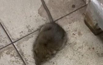 В минском магазине заметили 20-сантиметровую крысу. Что сказали эпидемиологи?