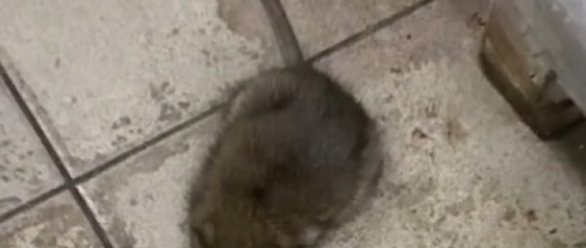 В минском магазине заметили 20-сантиметровую крысу. Что сказали эпидемиологи?