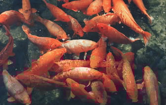 Большой концерт школы брейк-данса в Новополоцке