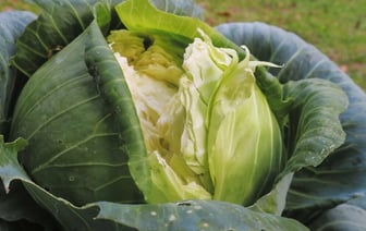 Что делать, если капуста лопается? Этот малоизвестный приём спасёт кочан от дальнейшего растрескивания — Полезно